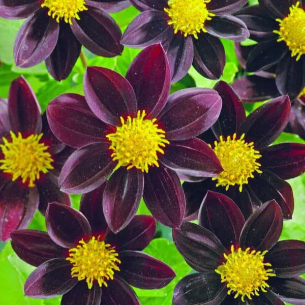 Photo de Dahlia ‘Black Beauty™’. La couleur caractéristique est : rouge foncé. Le visuel permet d’observer les contours, les teintes et la disposition des éléments présentés. Les détails de forme et les contrastes donnent un aperçu de l’apparence de cette plante ou de sa récolte. Cette photographie accompagne la variété nommée afin de l’identifier dans la sélection de semences.