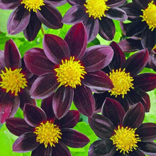 Dahlia 'Black Beauty™'