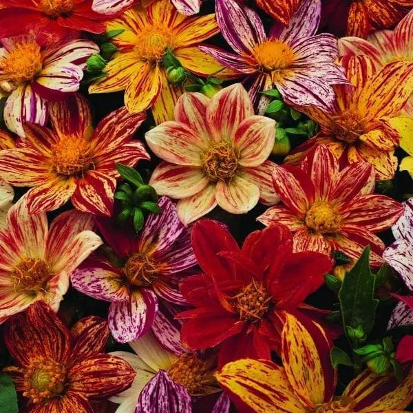Photo de Dahlia mélange ‘Fireworks™’. La couleur caractéristique est : couleurs variées. Le visuel permet d’observer les contours, les teintes et la disposition des éléments présentés. Les détails de forme et les contrastes donnent un aperçu de l’apparence de cette plante ou de sa récolte. Cette photographie accompagne la variété nommée afin de l’identifier dans la sélection de semences.