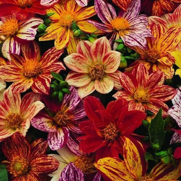 Dahlia mélange 'Fireworks™'