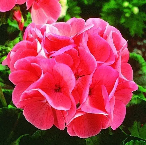 Photo de Géranium Maverick™ Saumon F1. La couleur caractéristique est : saumon. Le visuel permet d’observer les contours, les teintes et la disposition des éléments présentés. Les détails de forme et les contrastes donnent un aperçu de l’apparence de cette plante ou de sa récolte. Cette photographie accompagne la variété nommée afin de l’identifier dans la sélection de semences.