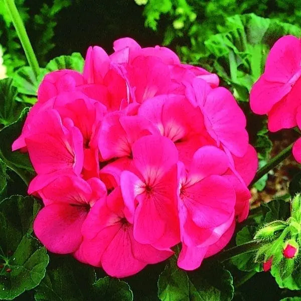Photo de Géranium Maverick™ Rose F1. La couleur caractéristique est : rose. Le visuel permet d’observer les contours, les teintes et la disposition des éléments présentés. Les détails de forme et les contrastes donnent un aperçu de l’apparence de cette plante ou de sa récolte. Cette photographie accompagne la variété nommée afin de l’identifier dans la sélection de semences.