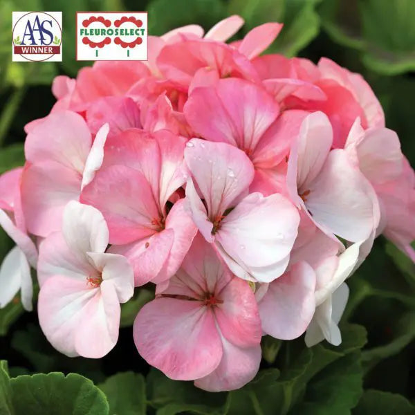 Photo de Géranium Pinto™ Premium Blanc à Rose F1. La couleur caractéristique est : bicolore blanc & rose. Le visuel permet d’observer les contours, les teintes et la disposition des éléments présentés. Les détails de forme et les contrastes donnent un aperçu de l’apparence de cette plante ou de sa récolte.