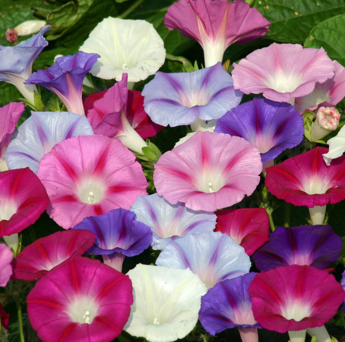Photographie de Gloire du matin (Ipomoea purpurea ‘Lazy Luxe’), sélection proposée en semences W.H. Perron. Le visuel présente l’apparence de la plante ou de sa récolte et permet d’en observer les formes et les couleurs. Cette vue illustre les caractéristiques visibles de la sélection, dans une présentation destinée à accompagner son identification et à montrer son intérêt au jardin.