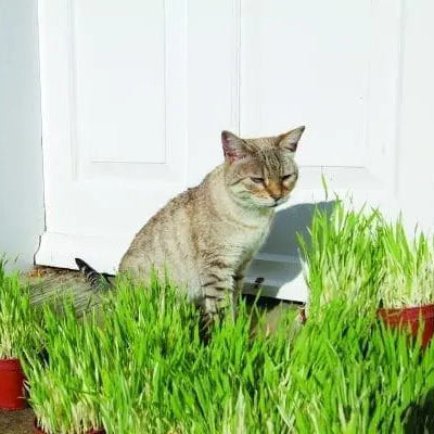 Photo de Orge pour chat Tabby. La couleur caractéristique est : feuillage vert. Le visuel permet d’observer les contours, les teintes et la disposition des éléments présentés. Les détails de forme et les contrastes donnent un aperçu de l’apparence de cette plante ou de sa récolte. Cette photographie accompagne la variété nommée afin de l’identifier dans la sélection de semences.