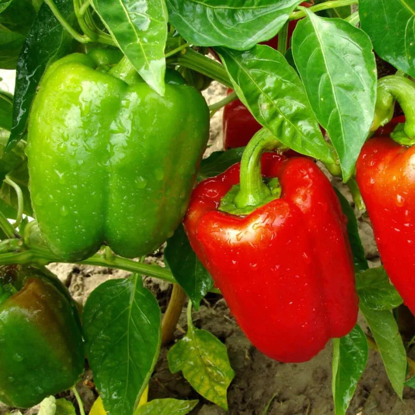 Red Sweet Pepper 'California Wonder'