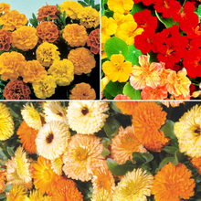 Photographie de Collection fleurs de compagnonnage, sélection proposée en semences W.H. Perron. Le visuel présente l’apparence de la plante ou de sa récolte et permet d’en observer les formes et les couleurs. Cette vue illustre les caractéristiques visibles de la sélection, dans une présentation destinée à accompagner son identification et à montrer son intérêt au jardin.
