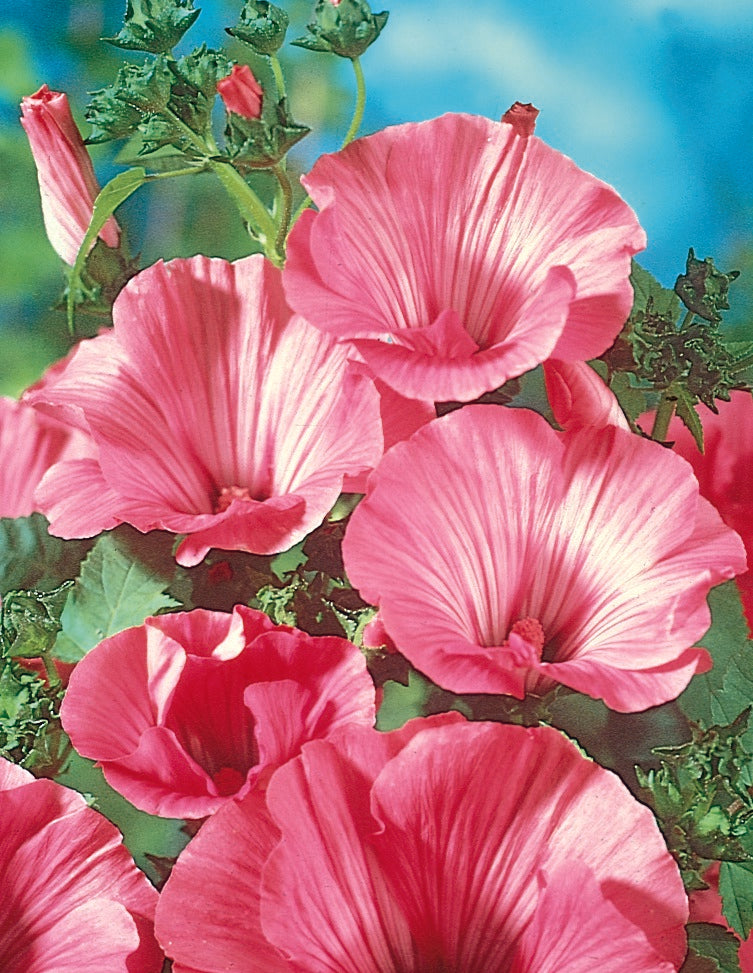 Photographie de Lavatera (Lavatera trimestris ‘Silver Cup’), sélection proposée en semences W.H. Perron. Le visuel présente l’apparence de la plante ou de sa récolte et permet d’en observer les formes et les couleurs. Cette vue illustre les caractéristiques visibles de la sélection, dans une présentation destinée à accompagner son identification et à montrer son intérêt au jardin.
