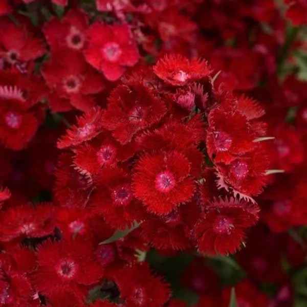 Photo de Dianthus Rockin™ Red F1. La couleur caractéristique est : rouge. Le visuel permet d'observer les contours, les teintes et la disposition des éléments présentés. Les détails de forme et les contrastes donnent un aperçu de l'apparence de cette plante ou de sa récolte. Cette photographie accompagne la variété nommée afin de l'identifier dans la sélection de semences.