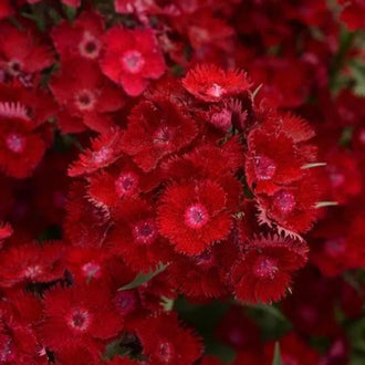 Photo d'Œillet 'Rockin™ Red' F1. La couleur caractéristique est : rouge. Le visuel permet d'observer les contours, les teintes et la disposition des éléments présentés. Les détails de forme et les contrastes donnent un aperçu de l'apparence de cette plante ou de sa récolte. Cette photographie accompagne la variété nommée afin de l'identifier dans la sélection de semences.