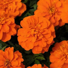 Oeillet d'Inde Français Bonanza™ Deep Orange