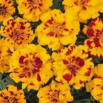 Durango® Bolero French marigold flowering in a sunny garden bed, with large, uniform anemone-type blooms whose golden-yellow petals are tipped in red. Flowers rise above a compact, upright, well-branched plant with aromatic green foliage. This view shows the distinctive bicolour pattern, flower-head form, and bushy habit of <em>Tagetes patula</em> before choosing a position in a garden bed, border, window box, or patio container.