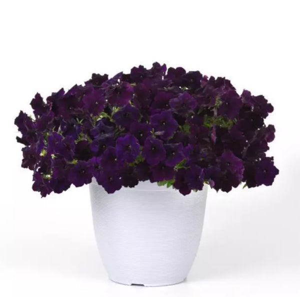 Photo de Pétunia Easy Wave® Navy Velour F1. Ses fleurs violet foncé velouté, avec une gorge légèrement plus sombre, apportent texture et profondeur à vos arrangements floraux. La couleur caractéristique est : violet foncé. Le visuel permet d’observer les contours, les teintes et la disposition des éléments présentés. Les détails de forme et les contrastes donnent un aperçu de l’apparence de cette plante ou de sa récolte.