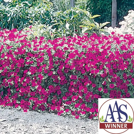 Photo de Pétunia Wave® Purple Classic F1. Pétunia Wave® Purple Classic F1 formant un large tapis de fleurs pourpres au-dessus d’un feuillage vert dense. La couleur caractéristique est : pourpre. Le visuel permet d’observer les contours, les teintes et la disposition des éléments présentés. Les détails de forme et les contrastes donnent un aperçu de l’apparence de cette plante ou de sa récolte.