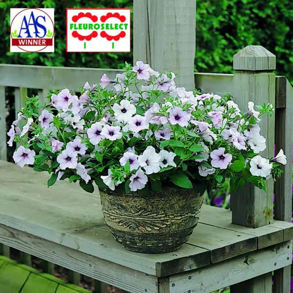 Photo de Pétunia Tidal Wave® Silver F1. Idéal pour les plates-bandes, les contenants et les suspensions, il fleurit abondamment toute la saison et se rétablit rapidement après la pluie. La couleur caractéristique est : blanc argenté veiné. Le visuel permet d'observer les contours, les teintes et la disposition des éléments présentés.