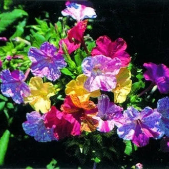 Jalapa Mix four o’clock forms a bushy green clump approximately 50 cm tall and 60 cm wide. Solid and bicolour trumpet-shaped flowers display several colours and open mainly in late afternoon. The image shows the rounded habit, colour diversity, and fragrant flowers suited to containers and garden beds. The visible mixture helps gardeners compare the flower colours and rounded plant form before choosing a location.