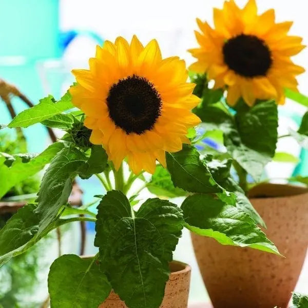 Photo de Tournesol ‘Smiley™’ F1. Extrêmement ramifié, il produit une abondance de fleurs d’un beau jaune riche, sans pollen, idéales pour les fleurs coupées. La couleur caractéristique est : jaune. Le visuel permet d’observer les contours, les teintes et la disposition des éléments présentés. Les détails de forme et les contrastes donnent un aperçu de l’apparence de cette plante ou de sa récolte.
