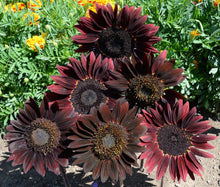 Photographie de Tournesol (Helianthus annuus ‘Chocolate Cherry’), sélection proposée en semences W.H. Perron. Le visuel présente l’apparence de la plante ou de sa récolte et permet d’en observer les formes et les couleurs. Cette vue illustre les caractéristiques visibles de la sélection, dans une présentation destinée à accompagner son identification et à montrer son intérêt au jardin.