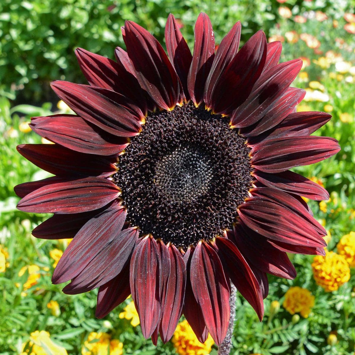 Photographie de Tournesol (Helianthus annuus ‘Chocolate Cherry’), sélection proposée en semences W.H. Perron. Le visuel présente l’apparence de la plante ou de sa récolte et permet d’en observer les formes et les couleurs. Cette vue illustre les caractéristiques visibles de la sélection, dans une présentation destinée à accompagner son identification et à montrer son intérêt au jardin.