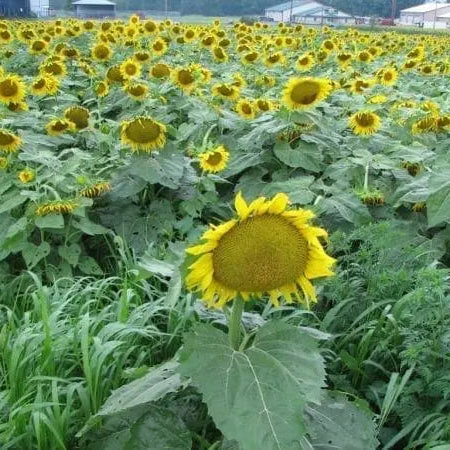 Photo de Tournesol ‘Mammoth Russian’. La couleur caractéristique est : jaune. Le visuel permet d’observer les contours, les teintes et la disposition des éléments présentés. Les détails de forme et les contrastes donnent un aperçu de l’apparence de cette plante ou de sa récolte. Cette photographie accompagne la variété nommée afin de l’identifier dans la sélection de semences.