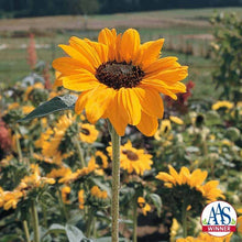 Photographie de Tournesol (Helianthus annuus ‘Soraya’), sélection proposée en semences W.H. Perron. Le visuel présente l’apparence de la plante ou de sa récolte et permet d’en observer les formes et les couleurs. Cette vue illustre les caractéristiques visibles de la sélection, dans une présentation destinée à accompagner son identification et à montrer son intérêt au jardin.