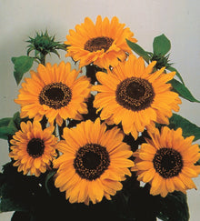 Photographie de Tournesol (Helianthus annuus ‘Soraya’), sélection proposée en semences W.H. Perron. Le visuel présente l’apparence de la plante ou de sa récolte et permet d’en observer les formes et les couleurs. Cette vue illustre les caractéristiques visibles de la sélection, dans une présentation destinée à accompagner son identification et à montrer son intérêt au jardin.