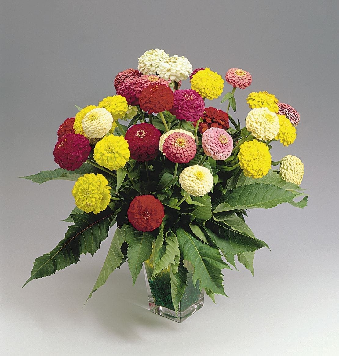 Photographie de Mélange de zinnia (Zinnia elegans ‘Oklahoma’), sélection proposée en semences W.H. Perron. Le visuel présente l’apparence de la plante ou de sa récolte et permet d’en observer les formes et les couleurs. Cette vue illustre les caractéristiques visibles de la sélection, dans une présentation destinée à accompagner son identification et à montrer son intérêt au jardin.