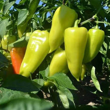 Hungarian Pepper 'Blava'