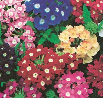 De nombreux groupes de petites fleurs roses, rouges, bleues et crème se répartissent sur un fond de feuillage vert. Les corolles montrent des pétales arrondis autour de centres blancs ou jaune pâle. Une grande zone bleue occupe le haut du centre, près d’un groupe crème. Les touches rouges et roses remplissent surtout la partie inférieure.