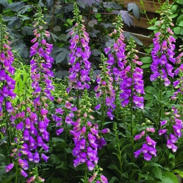 Photo de Digitale Panther F1. Très ramifiée, elle produit plusieurs épis à la fois, sans besoin de pincement, et ses fleurs stériles, d'un rose pâle délicat, sont durables et idéales pour attirer les pollinisateurs comme les abeilles et les papillons. La couleur caractéristique est : rose pâle. Le visuel permet d'observer les contours, les teintes et la disposition des éléments présentés.