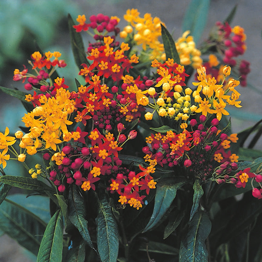 Photographie de Asclépiade (Asclepias curassavica ‘Red Butterfly’), sélection proposée en semences W.H. Perron. Le visuel présente l’apparence de la plante ou de sa récolte et permet d’en observer les formes et les couleurs. Cette vue illustre les caractéristiques visibles de la sélection, dans une présentation destinée à accompagner son identification et à montrer son intérêt au jardin.