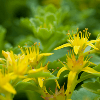 Des fleurs jaunes en étoile apparaissent sur de petites tiges vertes. De fins éléments jaunes se dressent autour de leurs centres et prolongent la silhouette des pétales pointus. Des feuilles épaisses vertes accompagnent les fleurs au premier plan. Le fond végétal flou mélange des nuances vertes, tandis que la lumière souligne les corolles jaunes ouvertes.
