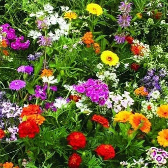 Photo de Mélange de fleurs sauvages parfumées. La couleur caractéristique est : couleurs variées. Le visuel permet d'observer les contours, les teintes et la disposition des éléments présentés. Les détails de forme et les contrastes donnent un aperçu de l'apparence de cette plante ou de sa récolte. Cette photographie accompagne la variété nommée afin de l'identifier dans la sélection de semences.