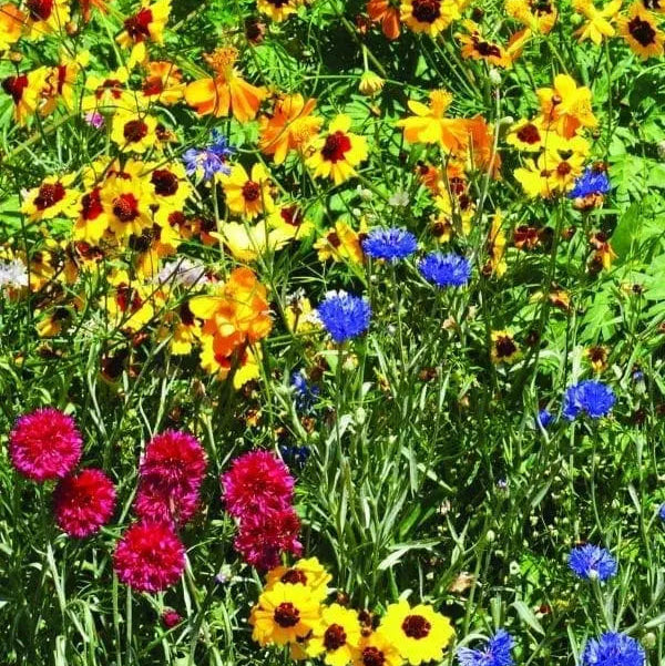 Fleurs sauvages mélange 'Sol Sec'