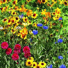 Fleurs sauvages mélange 'Sol Sec'