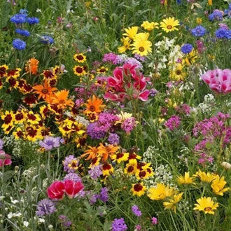 Mélange de fleurs sauvages basses. Ce mélange de graines à faible croissance, composé d'annuelles et de vivaces mesurant généralement moins de 40 cm (15,7 po) à maturité, est idéal pour les aménagements paysagers résidentiels ou commerciaux où la hauteur des plantes peut poser problème. En plus d'offrir une floraison éclatante, il s'adapte parfaitement aux espaces restreints ou aux bordures fleuries.