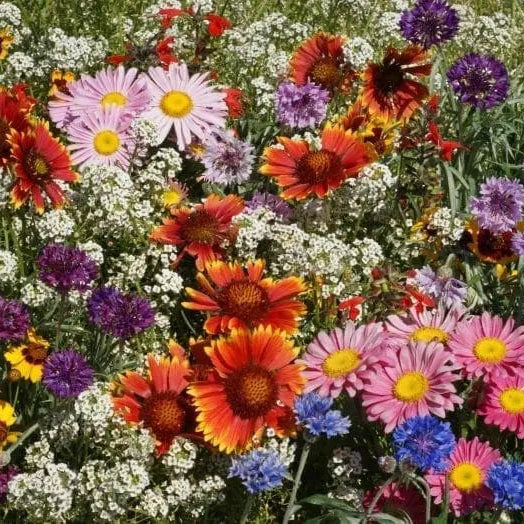 Photographie de Mélange de fleurs sauvages, sélection proposée en semences W.H. Perron. Le visuel présente l’apparence de la plante ou de sa récolte et permet d’en observer les formes et les couleurs. Cette vue illustre les caractéristiques visibles de la sélection, dans une présentation destinée à accompagner son identification et à montrer son intérêt au jardin.