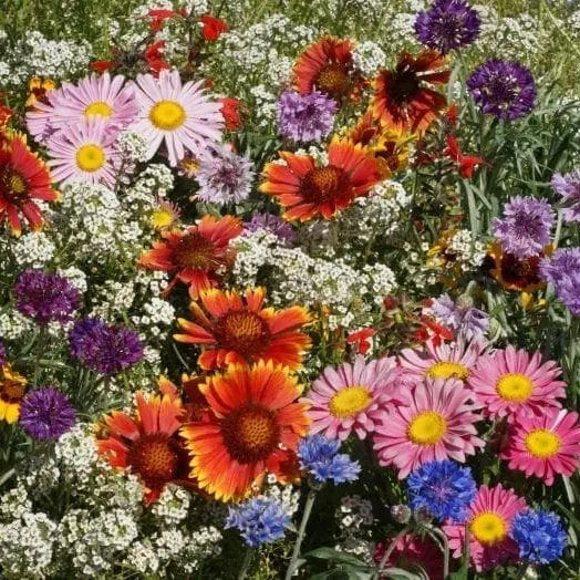 Photo de Fleurs sauvages mélange 'Oiseaux et Papillons'. Fleurs sauvages mélange 'Oiseaux et Papillons' (Lobularia maritima). La couleur caractéristique est : couleurs variées. Le visuel permet d'observer les contours, les teintes et la disposition des éléments présentés. Les détails de forme et les contrastes donnent un aperçu de l'apparence de cette plante ou de sa récolte.