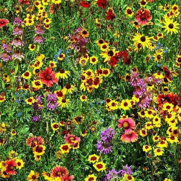 Fleurs sauvages mélange 'Pollinisateur'