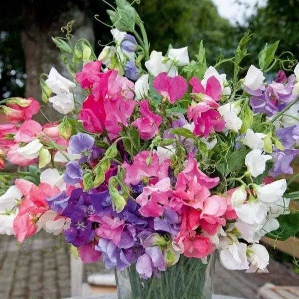 Photo de Pois de senteur mélange ‘Pearl’. En plus d’être ornementales, ses fleurs délicates peuvent être utilisées en bouquets. La couleur caractéristique est : couleurs variées. Le visuel permet d’observer les contours, les teintes et la disposition des éléments présentés. Les détails de forme et les contrastes donnent un aperçu de l’apparence de cette plante ou de sa récolte.