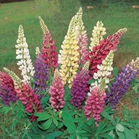 Mélange de lupin 'Gallery'