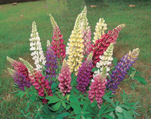 Photographie de Lupin mélange (Lupinus polyphyllus ‘Gallery’), sélection proposée en semences W.H. Perron. Le visuel présente l’apparence de la plante ou de sa récolte et permet d’en observer les formes et les couleurs. Cette vue illustre les caractéristiques visibles de la sélection, dans une présentation destinée à accompagner son identification et à montrer son intérêt au jardin.