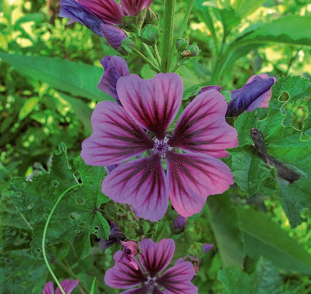 Photographie de Malva (Malva sylvestris ‘Braveheart’), sélection proposée en semences W.H. Perron. Le visuel présente l’apparence de la plante ou de sa récolte et permet d’en observer les formes et les couleurs. Cette vue illustre les caractéristiques visibles de la sélection, dans une présentation destinée à accompagner son identification et à montrer son intérêt au jardin.