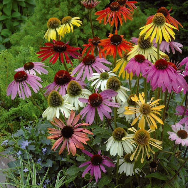 Photographie de Mélange d'échinacée (Echinacea spp. ‘Paradiso’), sélection proposée en semences W.H. Perron. Le visuel présente l’apparence de la plante ou de sa récolte et permet d’en observer les formes et les couleurs. Cette vue illustre les caractéristiques visibles de la sélection, dans une présentation destinée à accompagner son identification et à montrer son intérêt au jardin.