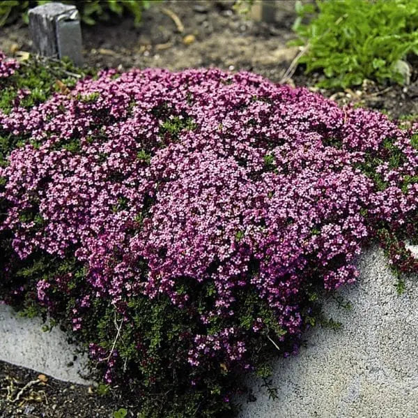Thym serpolet 'Magic Carpet'