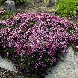 Thym serpolet 'Magic Carpet'