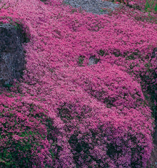 Photographie de Thym serpolet (Thymus serpyllum ‘Pourpre’), sélection proposée en semences W.H. Perron. Le visuel présente l’apparence de la plante ou de sa récolte et permet d’en observer les formes et les couleurs. Cette vue illustre les caractéristiques visibles de la sélection, dans une présentation destinée à accompagner son identification et à montrer son intérêt au jardin.