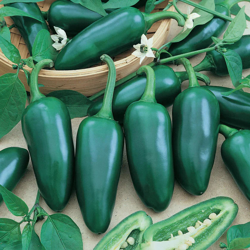 Semences Hortinova de Piment fort 'Jalapeño Kaly', produit destiné au potager et présenté pour identifier clairement le cultivar avant le semis. Vue 1 de l'emballage ou du produit, à utiliser comme repère visuel avec les conseils de culture, l'exposition, l'arrosage et la récolte indiqués dans la fiche française de Pépinière.ca.