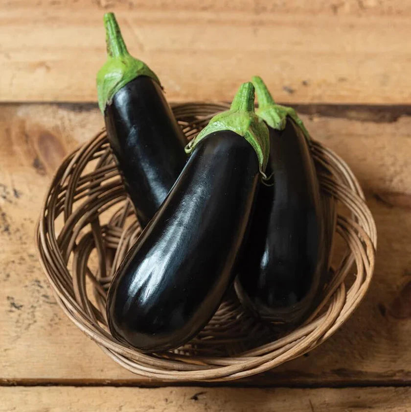 Eggplant 'Alonzo' F1