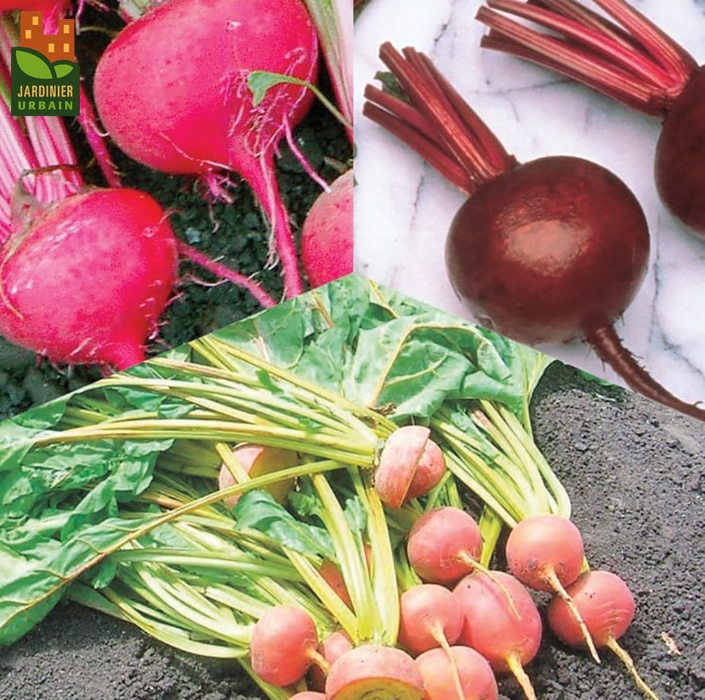 Photographie de Betterave mélange bio (Beta vulgaris), sélection proposée en semences W. H. Perron. Le visuel présente l'apparence de la plante ou de sa récolte et permet d'en observer les formes et les couleurs. Cette vue illustre les caractéristiques visibles de la sélection, dans une présentation destinée à accompagner son identification et à montrer son intérêt au jardin.